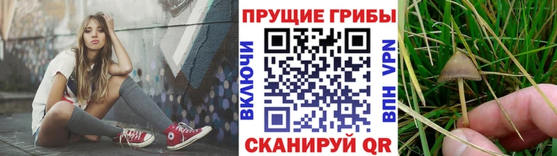 Галлюциногенные грибы Psilocybine cubensis  Городец 